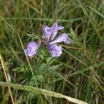 Scutellaria hastifolia List