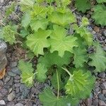 Alchemilla vulgaris Blad