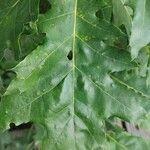 Quercus rubra পাতা