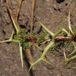 Adesmia horrida Blad