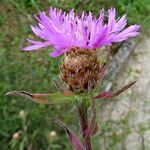 Centaurea decipiens Квітка