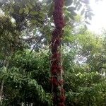 Theobroma speciosum Цветок