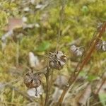 Pyrola chlorantha Fruto