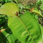 Harungana madagascariensis Hoja