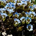 Gentiana depressa 花