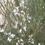 Retama monosperma Flower