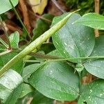 Lathyrus venetus Vrucht