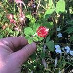 Trifolium incarnatumFlor