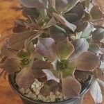 Aeonium decorum 葉