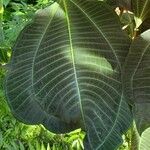 Miconia calvescens Leaf