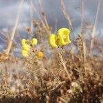 Calceolaria parvifolia Flors