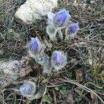 Anemone halleri Flower