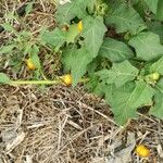 Solanum incanum Fruit