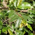 Ochna serrulata পাতা