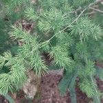 Asparagus tenuifolius Leaf