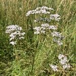 Valeriana officinalisফুল