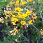 Pultenaea retusa Кветка
