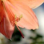 Hippeastrum puniceum autre