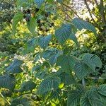 Rubus idaeus Habit