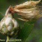 Rhaponticoides alpina Fruit