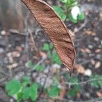 Bauhinia acuminata Frucht