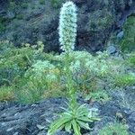 Echium hierrense Habit