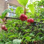 Schisandra rubriflora Bleunienn