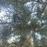 Pinus sylvestris 叶