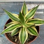 Agave lophantha Листок