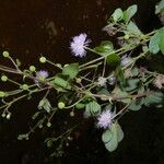 Mimosa albida ശീലം