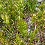 Bromus lanceolatus Blatt