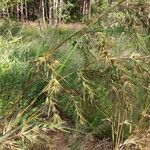 Themeda quadrivalvis Агульны выгляд