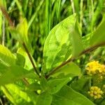 Doellingeria umbellata Hoja