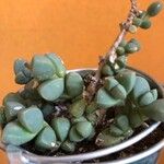 Gibbaeum petrense Hostoa