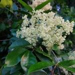 Elachyptera floribunda Flower