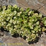 Polycarpon polycarpoides Libunga