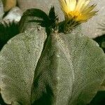 Astrophytum myriostigma Kvet