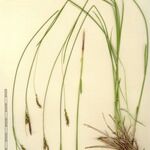 Carex austroalpina Other