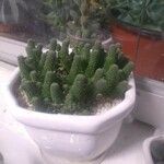 Euphorbia esculenta 葉