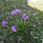 Primula glutinosa Blomst