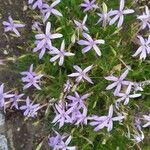 Isotoma axillaris फूल