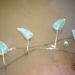 Ipomoea aquatica Leaf