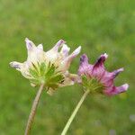Trifolium depauperatum Virág