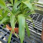 Zygopetalum maculatum Hoja