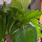 Alocasia cucullata Deilen