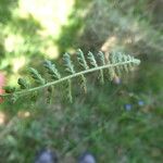 Asplenium fontanum Blatt