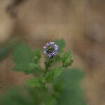 Verbena lasiostachys പുഷ്പം