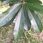Chrysophyllum gonocarpum Лист