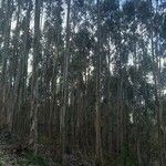 Eucalyptus regnans Листок