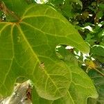 Aristolochia trilobata 叶